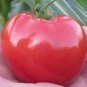 Tomato Dakota Sport 250 seeds