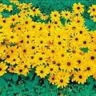 Rudbeckia hirta Indian Summer 500 seeds