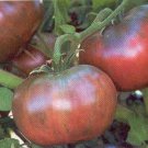 Tomato Cherokee Purple 250 seeds