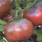 Tomato Cherokee Purple 250 seeds