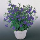 Lobelia Riviera Marine Blue 1,000 seeds