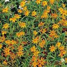Zinnia Star Orange 1,000 seeds