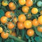 Tomato Currant Yellow 250 seeds