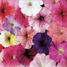 Petunia Celebrity Mix 1,000 seeds