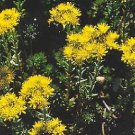 Sedum oreganum 500 seeds