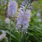 Camassia scilloides 250 seeds