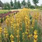 Asphodeline lutea 100 seeds