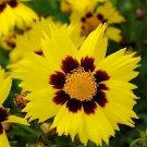 Coreopsis grandiflora Sunkiss 250 seeds
