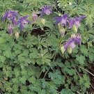 Aquilegia alpina 1,000 seeds