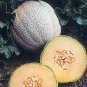 Cantaloupe Fastbreak 100 seeds