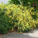 Cytisus Gypsy 250 seeds