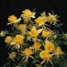 Aquilegia x caerulea Sunshine 100 seeds