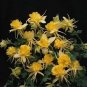 Aquilegia x caerulea Sunshine 100 seeds