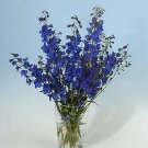 Delphinium belladonna Blue Donna 250 seeds