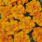 Marigold Durango Tangerine 1,000 seeds