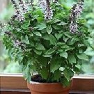 Basil Floral Spires-lavender 250 seeds