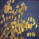 Briza maxima Great Quaking Grass 1,000 seeds