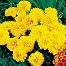Marigold Aurora Gold 500 seeds