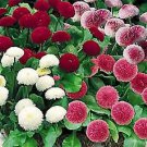 Bellis perennis Tasso PL Mix 500 seeds
