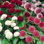 Bellis perennis Tasso PL Mix 500 seeds
