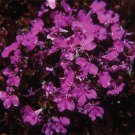 Lobelia Palace Royal 2,500 seeds