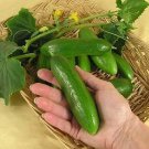 Cucumber Green Finger 100 seeds
