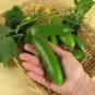Cucumber Green Finger 100 seeds