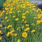 Coreopsis grandiflora Cutting Gold 250 seeds