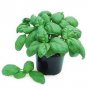 Basil Gecofure 1,000 seeds