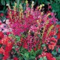 Lobelia Fan PL Mix 100 seeds