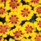 Marigold Disco Marietta 1,000 seeds