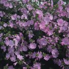 Malva moschata Pink Perfection 500 seeds