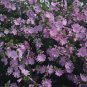 Malva moschata Pink Perfection 500 seeds