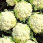 Cauliflower Snowball Y 2,500 seeds