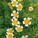 Limnanthes Fried Eggs 250 seeds