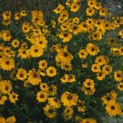 Coreopsis grandiflora Domino 250 seeds