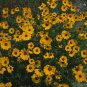 Coreopsis grandiflora Domino 250 seeds