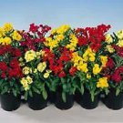 Cheiranthus cheiri Prince Mix 250 seeds