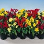 Cheiranthus cheiri Prince Mix 250 seeds