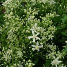 Clematis recta 100 seeds