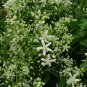 Clematis recta 100 seeds