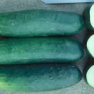 Cucumber Dasher II 250 seeds