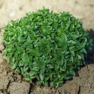 Basil Dwarf Greek 1,000 seeds