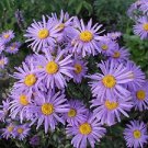 Aster amellus-lilac Star 250 seeds