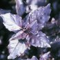 Basil Purple Osmin 1,000 seeds