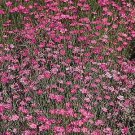 Dianthus deltoides Confetti Mix 1,000 seeds