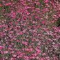 Dianthus deltoides Confetti Mix 1,000 seeds