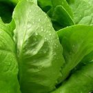 Lettuce Sucrine 1,000 seeds
