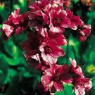 Bergenia purpurascens 250 seeds
