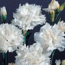 Dianthus caryophyllus Grenadin White 500 seeds